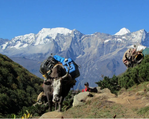 Yak the main transportation in everest region