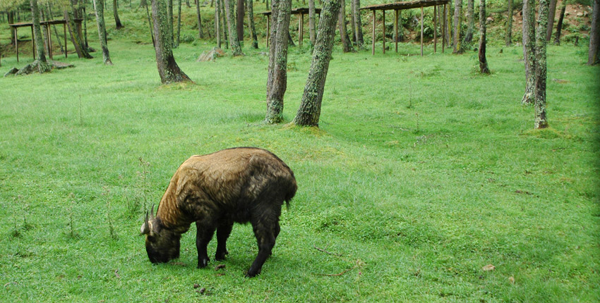 Takin National Animal of Bhutan 