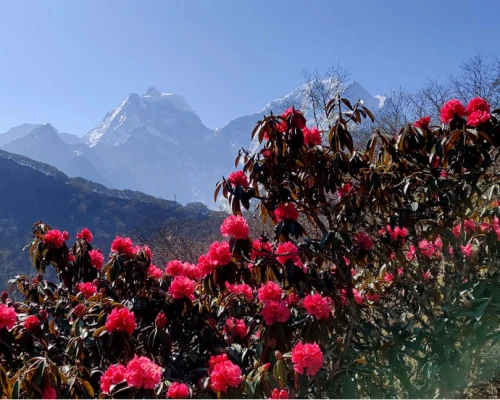 Rhododendron Flower On The Way Ebc During March April